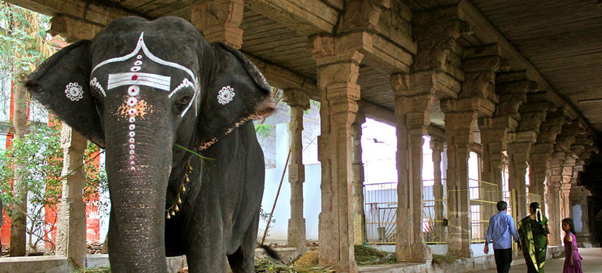 Nellaiappar Kovil Elephant